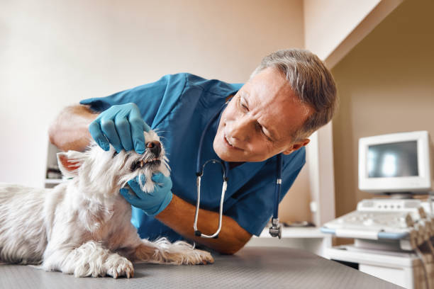 Best Weekend Emergency Dentist in Canfield, OH